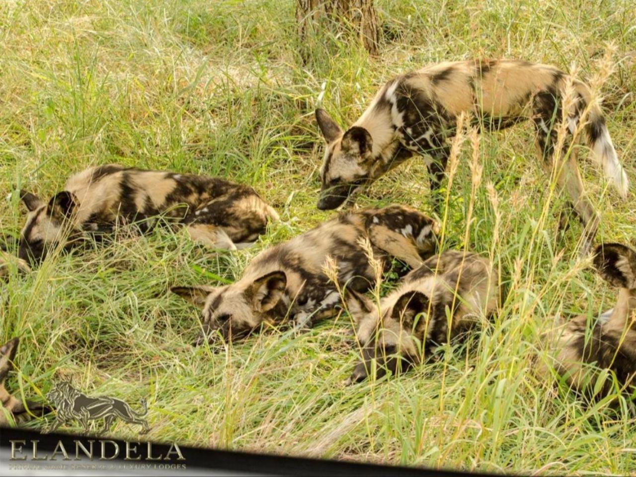 Elandela プライベート ゲーム リザーブ アンド ラグジュアリー ロッジ フッドスプルイト エクステリア 写真