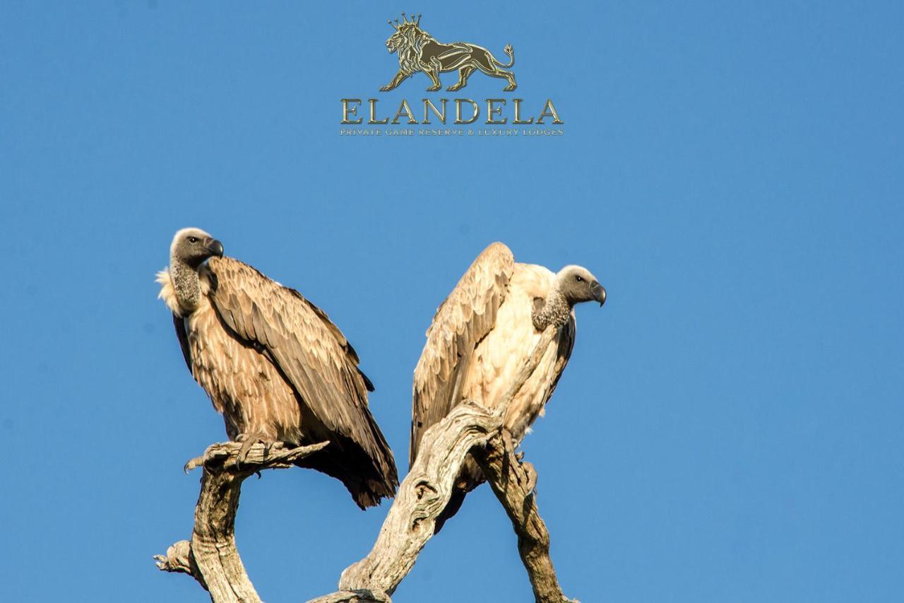 Elandela プライベート ゲーム リザーブ アンド ラグジュアリー ロッジ フッドスプルイト エクステリア 写真